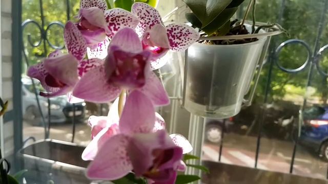 Paphiopedilum concolor и фаленопсисы. Август 2021г. смотреть онлайн