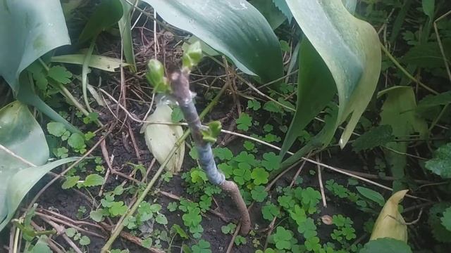 Моя прививка гибридной хурмы сорта Сосновская на корневой отводок виргинской хурмы смотреть онлайн