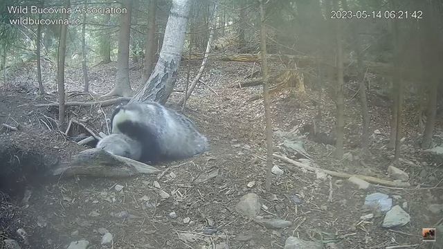 Newly-expanded Badger Family's Morning ?14/5/23 Утреннее появление семьи Барсуковых @stelianbodnari смотреть онлайн
