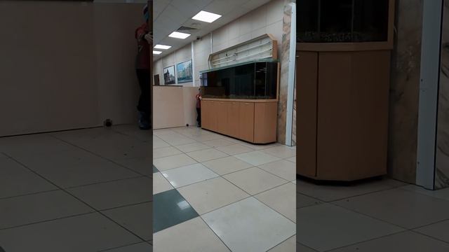 Рыбка играет в догонялки