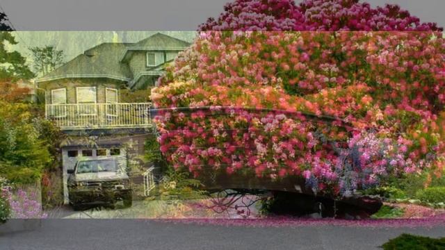 Красивые цветущие деревья смотреть онлайн