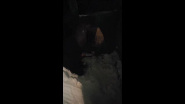Кот Петруся пропал смотреть онлайн