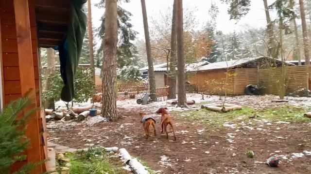 Зима приходит не одна 🥶 Ронья с другом в гостях смотреть онлайн