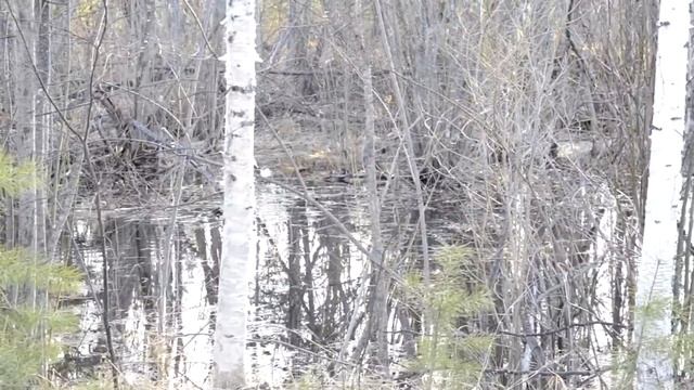 Чирок свистунок смотреть онлайн
