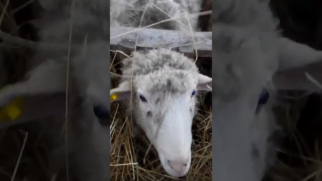 Овцы зимой смотреть онлайн