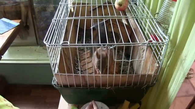 Что любят белки? What do squirrels like? смотреть онлайн