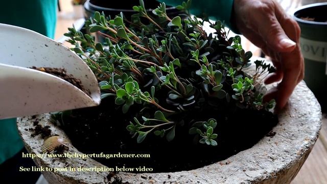 Extra Large Hypertufa Bowl - This Planter for My Sedum Sunsparkler Blue Elf - Made 4 Each Other! смотреть онлайн