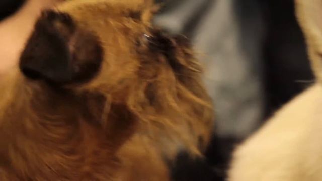 Sobaki vystavka rus смотреть онлайн