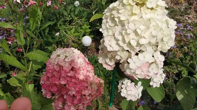 ?ТАКАЯ РАЗНАЯ САМАРСКАЯ ЛИДИЯ? 29 августа 22г. смотреть онлайн