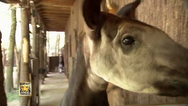 Knoblauch-Kur fürs Okapi смотреть онлайн