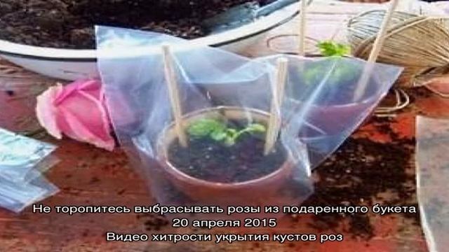 РОЗЫ: посадка, обрезка, размножение (черенкование, отводки), видео смотреть онлайн