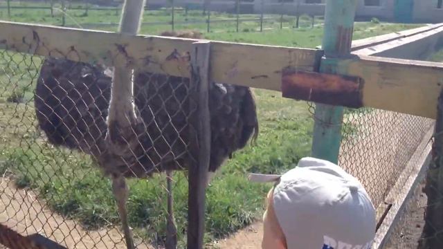 Страусы смотреть онлайн