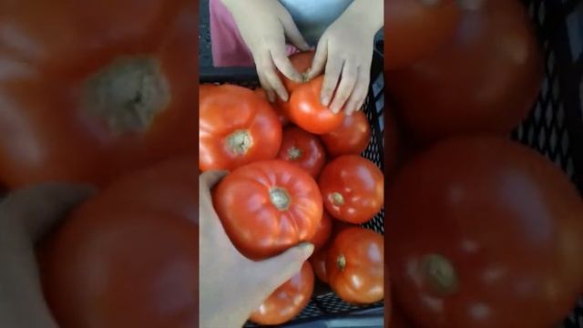 Второй сбор томатов в теплице:Махитос,Линда,Мейс,Инфинити смотреть онлайн