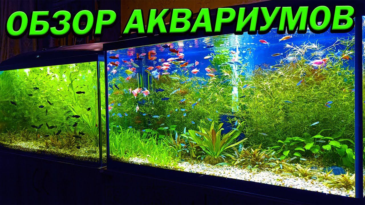 Обзор всех аквариумов на разводне 4К смотреть онлайн