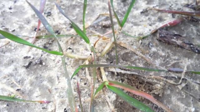 BIG Sandy Unique!! - 120 Artifact Find! ~ Feb 2014 смотреть онлайн