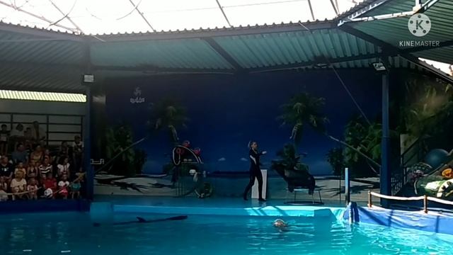 Выступление морского котика Васи в дельфинарии смотреть онлайн