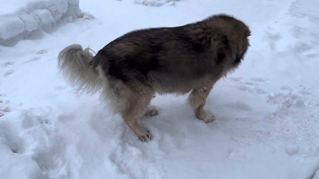 Кавказская овчарка Кузьма С Новым годом друзья #Кавказскаяовчарка #кузьма #куры #сновымгодом