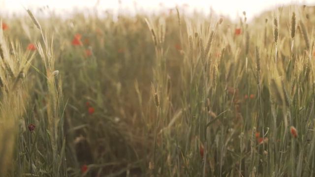 The Four Seasons - Antonio Vivaldi - FULL Concert смотреть онлайн