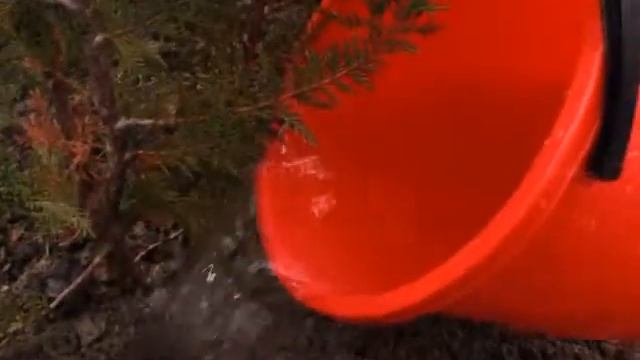 Аллею саженцев крымских туй высадили в честь 30-летия МЧС России смотреть онлайн