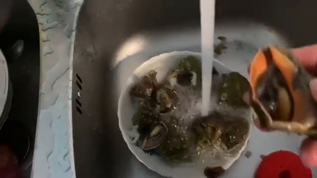 Рапан и его секреты