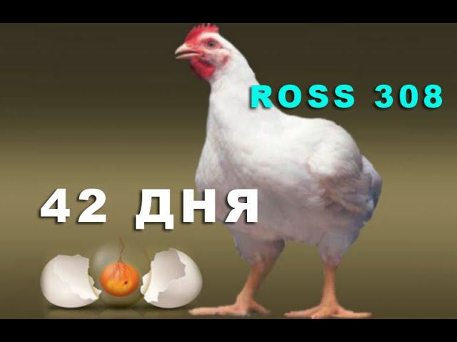 РОСС 308 -- 42 ДНЯ ВЗВЕШИВАНИЕ смотреть онлайн