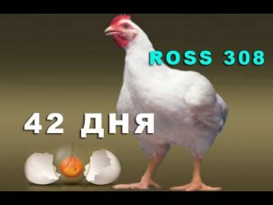 РОСС 308  --  42 ДНЯ ВЗВЕШИВАНИЕ