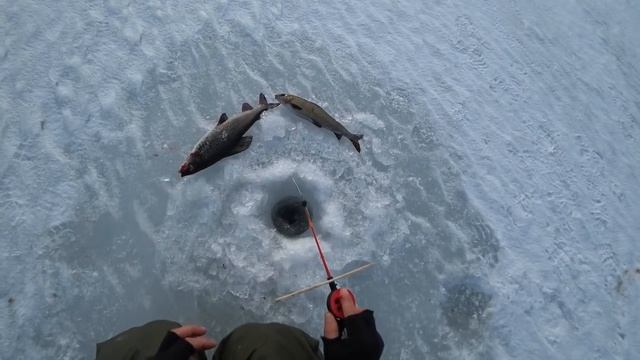 ХАРИУС НА МОРМЫШКУ. ОНЕЖСКОЕ ОЗЕРО. смотреть онлайн