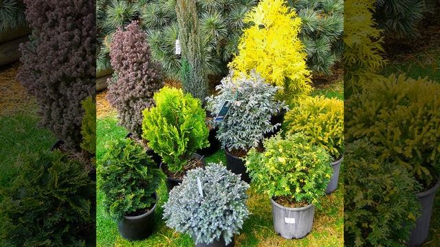 Контейнерное озеленение сада . Что можно посадить в горшки. смотреть онлайн