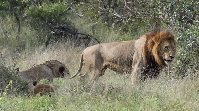 MALE LION mates with young LIONESS for the first time. смотреть онлайн