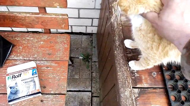 Всем котам ошейники от клещей. Санёк, Гаврош и Леха увидели Соню. смотреть онлайн