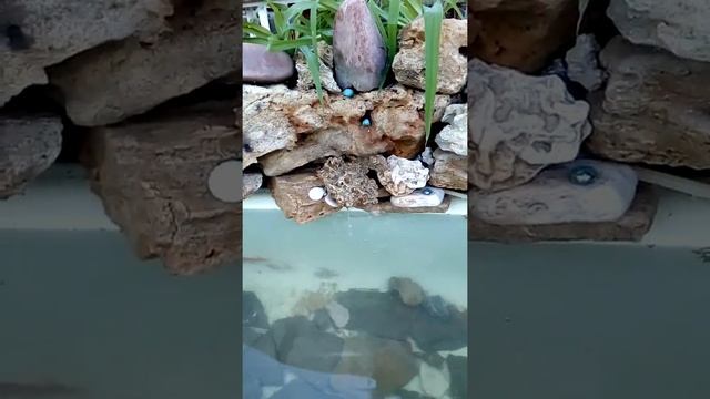 Как сделать пруд в саду из старой ванны. смотреть онлайн