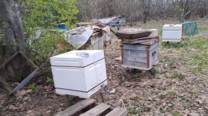 пересадил пчел после покупки