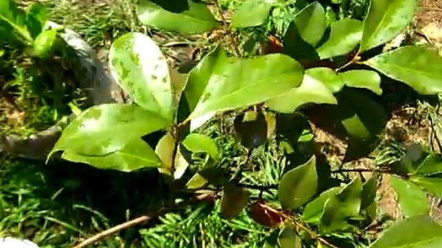 araza, "strawberry guava" (psidium cattleianum) смотреть онлайн