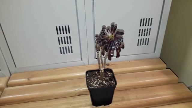 Размножение суккулента Эониум черенком, формирование кроны смотреть онлайн