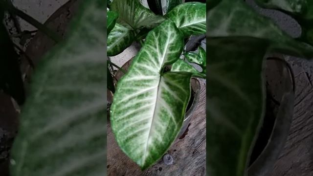 African evergreen American evergreen Arrowhead-vine Nephthytis Arrowhead vine Goosefoot смотреть онлайн