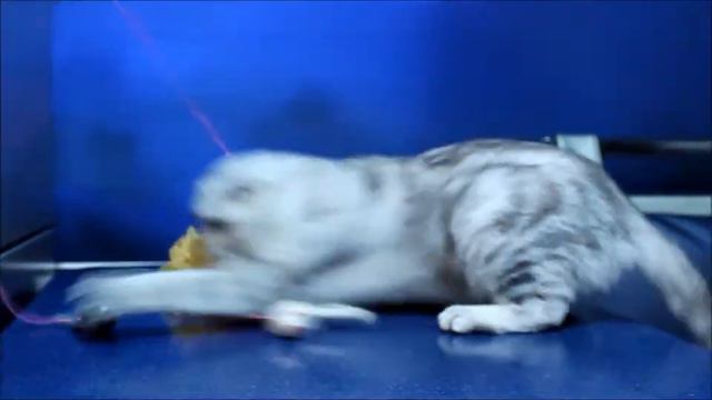 Шотландская кошка Соня смотреть онлайн