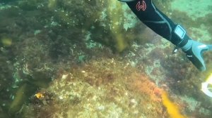 Лобстер на 1000$ . Нашли ГИГАНТСКОГО ЛОБСТЕРА  во время Дайвинг погружения в Океане !