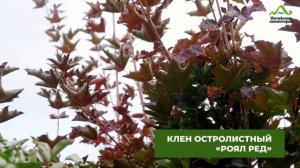 КРАСОТА НА ЗАВИСТЬ! КРАСНОЛИСТНЫЕ ДЕРЕВЬЯ КУСТАРНИКИ | КРАСНОЛИСТНЫЕ БАРБАРИСЫ ЯБЛОНИ КЛЕН ЧЕРЕМУХА