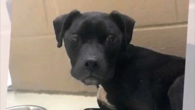 Хозяин бросил свою собаку на обочине дороги, а тот не сошел с этого места смотреть онлайн