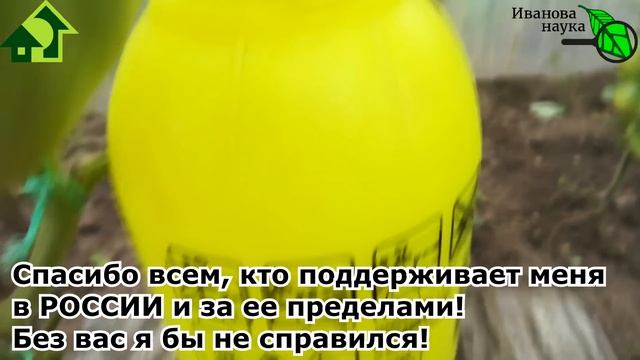 ВСЕГО 1 КАПЛЯ и ВСЕ ТОМАТЫ ПОКРАСНЕЮТ ВМИГ БЕЗ ТРАВМ, ОЖОГОВ, ЙОДА и СОДЫ! Природное средство! смотреть онлайн
