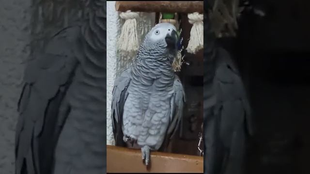 Иди кушать печеньку и на урок... смотреть онлайн