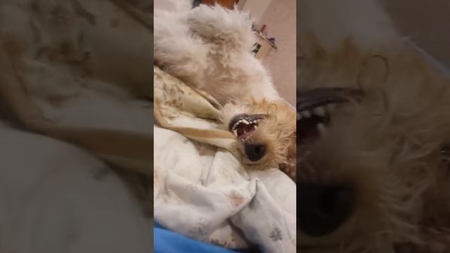 Фокстерьер все о породе) смотреть онлайн