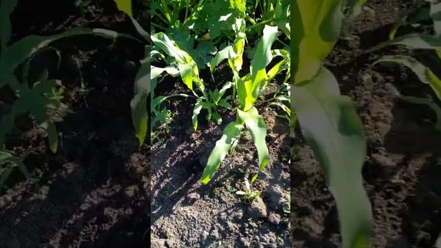 Кукуруза . Дача . Огород . Кабачки . Цукини . #shorts смотреть онлайн