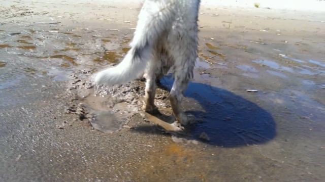 Хаски копает на Ладоге смотреть онлайн