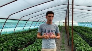 Затенение теплиц. Профессиональные фермерские методы притенения