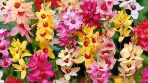 Иксия гибридная Смесь окрасок ? иксия Смесь окрасок обзор: как сажать луковицы иксии Смесь окрасок