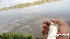 Рыбалка на р.Вятка. Первая стерлядь и попали под ливень.