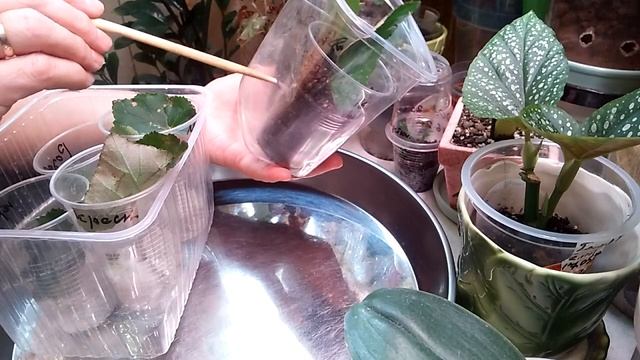 Укоренение Бегонии Элатиор ! 16.06.20г. смотреть онлайн