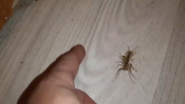 Мухоловка обыкновенная смотреть онлайн