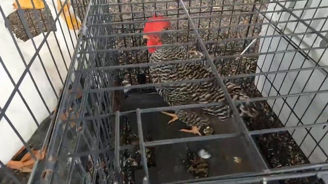 I should have bought Ducks at this Auction!!! (Amish Animal Auction) смотреть онлайн